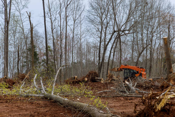 Tree and Shrub Care in Rutledge, GA