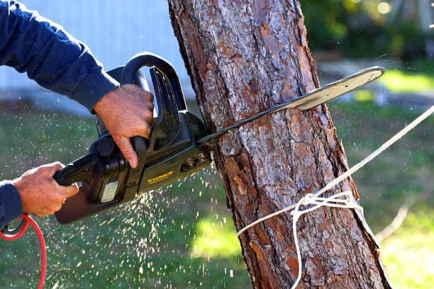 Best Tree Removal Service  in Rutledge, GA