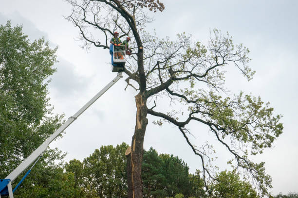 Best Tree Removal Service  in Rutledge, GA