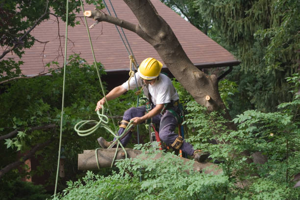 Best Tree Cabling and Bracing  in Rutledge, GA