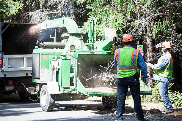 Best Stump Grinding and Removal  in Rutledge, GA