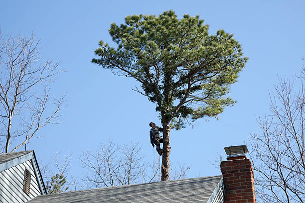 Best Tree Trimming and Pruning  in Rutledge, GA